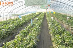 郑州草莓苗图片