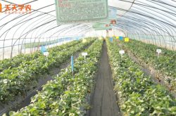 黑龙江省大棚草莓种植图片
