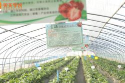 宜昌新场草莓园图片