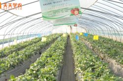 海南省草莓苗图片