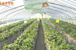 杰合鹏草莓种植中心图片