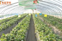 牛奶草莓苗种植方法