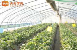 丹东温室草莓种植图片