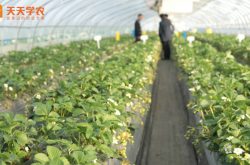 草莓苗大棚种植技术