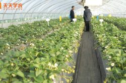 大棚种植草莓苗缓苗