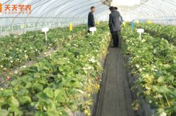 大棚种植草莓立体种植