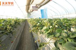 重庆草莓苗种植基地图片
