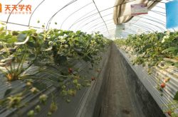 大棚种植草莓结果期图片