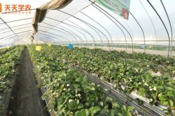 冬季大棚草莓种植技术