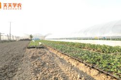 农广天地草莓苗管理技术