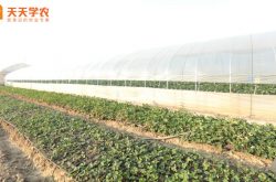 大棚草莓优质高产栽培技术