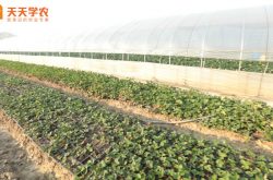 山东草莓苗种植基地图片
