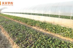 青岛莱西市草莓苗繁育基地图片
