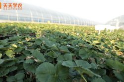江西草莓种苗的种植技术基地