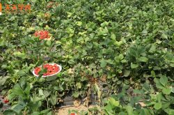 唐山草莓采摘园基地图片