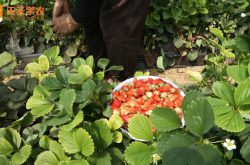 重庆草莓采摘园图片