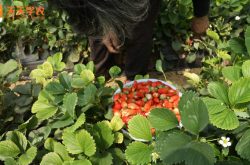黑龙江种植草莓图片