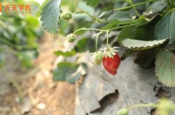百安草草莓苗图片