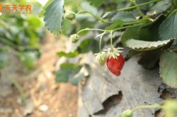 泰国草莓种植图片