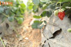 达州磐石草莓园图片