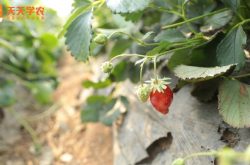 草莓种植盆栽图片
