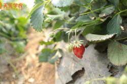 农广天地大棚葡萄草莓种植图片