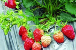 草莓苗施什么肥？