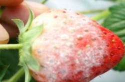 草莓白粉病物理防治