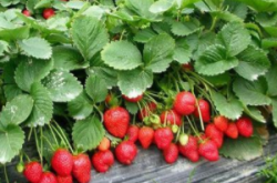 草莓坐果就红是什么原因？
