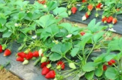 草莓苗怎么管理才能长得快？