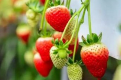 草莓苗施肥的正确方法