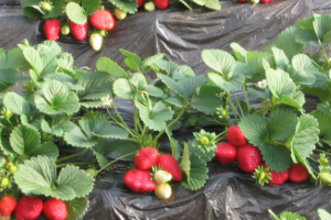 咖啡渣可以作为草莓的肥料吗 农业技术 天天学农