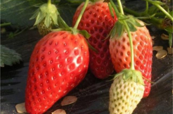草莓怎么施肥和浇水？