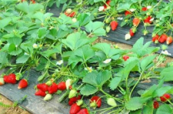 草莓的施肥技术