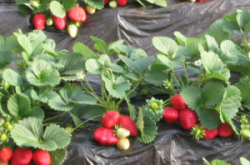 咖啡渣可以作为草莓的肥料吗？