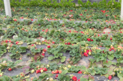 草莓施肥用什么肥料甜？