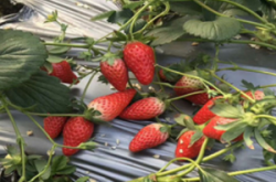 草莓花期后怎么施肥？