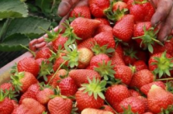 草莓什么时候施肥？