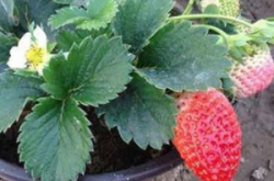 草莓什么时候施肥收成好？