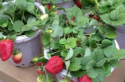 草莓花期可以施肥吗？