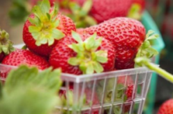 大棚草莓施肥方法