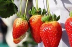 盆栽草莓花期怎么施肥？