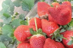 草莓苗什么季节施肥效果更好？