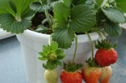 盆栽草莓怎样施肥以及防止害虫的方法