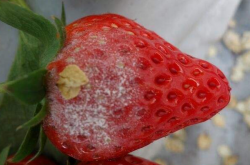 草莓白粉病特点