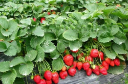 保定满城草莓种植大棚的优势
