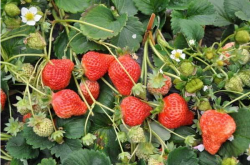 种植草莓的细节描写