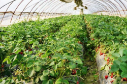 大棚草莓苗怎么种？