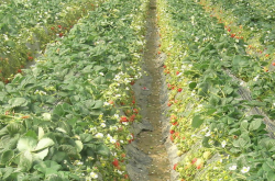 大棚草莓种植好处有哪些？