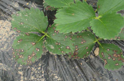 草莓褐色叶斑病是什么？